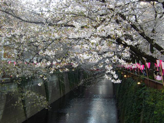 中目黒の昼間の桜
