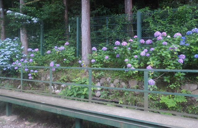 箱根の紫陽花