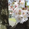 Cherry blossoms,sakura見てね