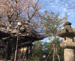 喜多院のソメイヨシノ